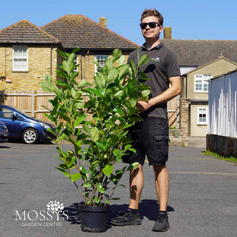 7.5l cherry laurel 140cm height