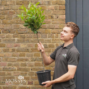 Standard Bay Tree 'Laurus Nobilis' (80cm)
