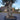 Extra Large Gnarled Olive Tree 375L (240cm) trunk