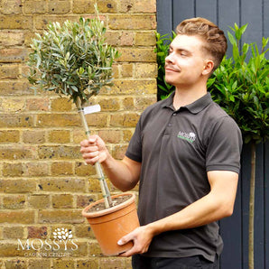 Standard Olive Trees 'Olea Europaea' (90cm Inc Pot)