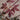 Japanese Maple acer Trompenburg purple