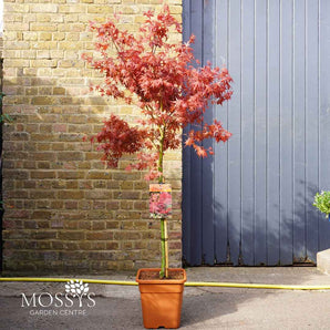 Standard Acer 'Beni Maiko' (140cm)