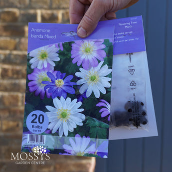 Anemone Blanda | 20 Bulb Pack