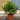Azalea Japonica 3L (30-40cm)