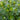 Azalea Japonica 3L (30-40cm)