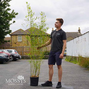 Bamboo Phyllostachys 'Aureosulcata Spectabilis' 9.5L (190cm Inc Pot)