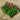 Premium Jumbo Geraniums 6 Pack 'White Splash' (JUMBO PACK)