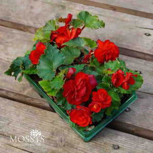 Premium Jumbo Begonias 6 Pack (JUMBO PACK)