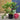 Japanese Maple 'Beni-Maiko' Acer 7.5L (80-90cm Inc Pot)