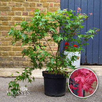 Japanese Maple 'Beni-Maiko' Acer 7.5L (80-90cm Inc Pot)