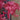 Japanese Maple 'Beni-Maiko' Acer foliage red