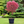 Load image into Gallery viewer, Japanese Maple Acer &#39;Beni Maiko&#39; Large (160cm)
