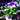 Platycodon 'Ballon Flower' (15cm)
