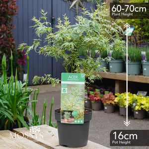 Japanese Maple Acers (60-70cm)