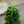 Load image into Gallery viewer, Buxus Cones (70cm)
