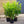 Load image into Gallery viewer, Cherry Laurel Fast Growing Evergreen Hedging (2-3ft)
