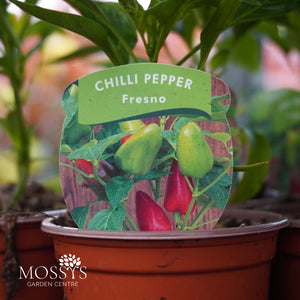 Chilli Pepper 'Fresno' (9cm Pot)