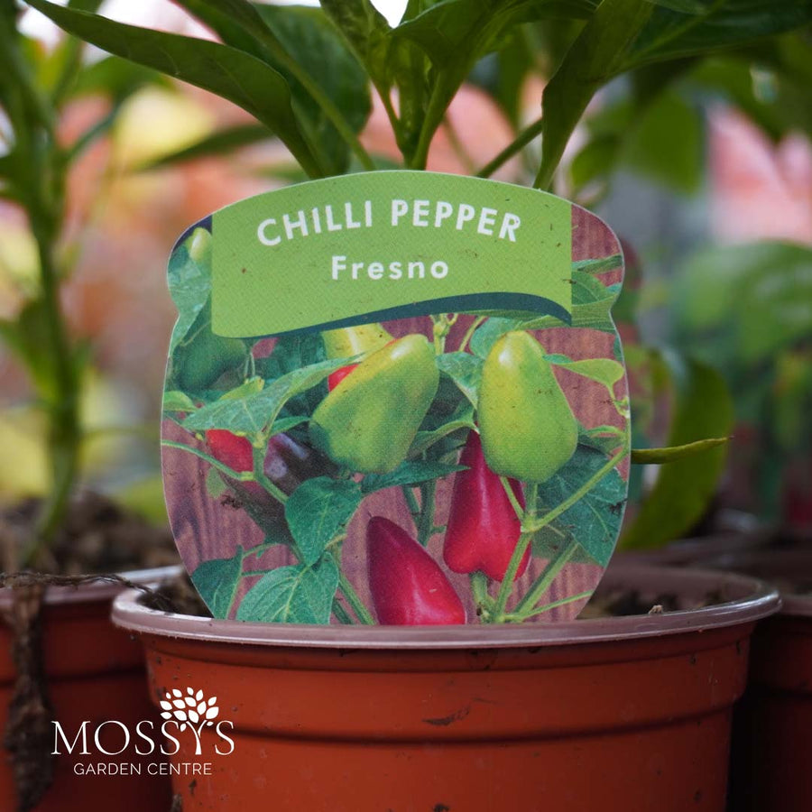 Chilli Pepper 'Fresno' (9cm Pot)