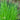 Allium Schoenoprasum 'Chives' (1L)