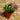 3 Plant Chrysanthemum Pot (10cm)