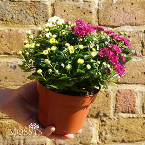 3 Plant Chrysanthemum Pot (10cm)