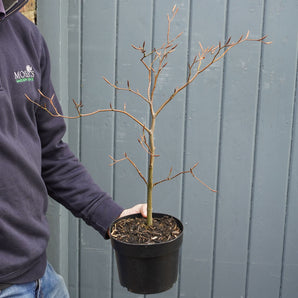 'Copper Beech' Fagus Sylvatica 2L (30-40cm)