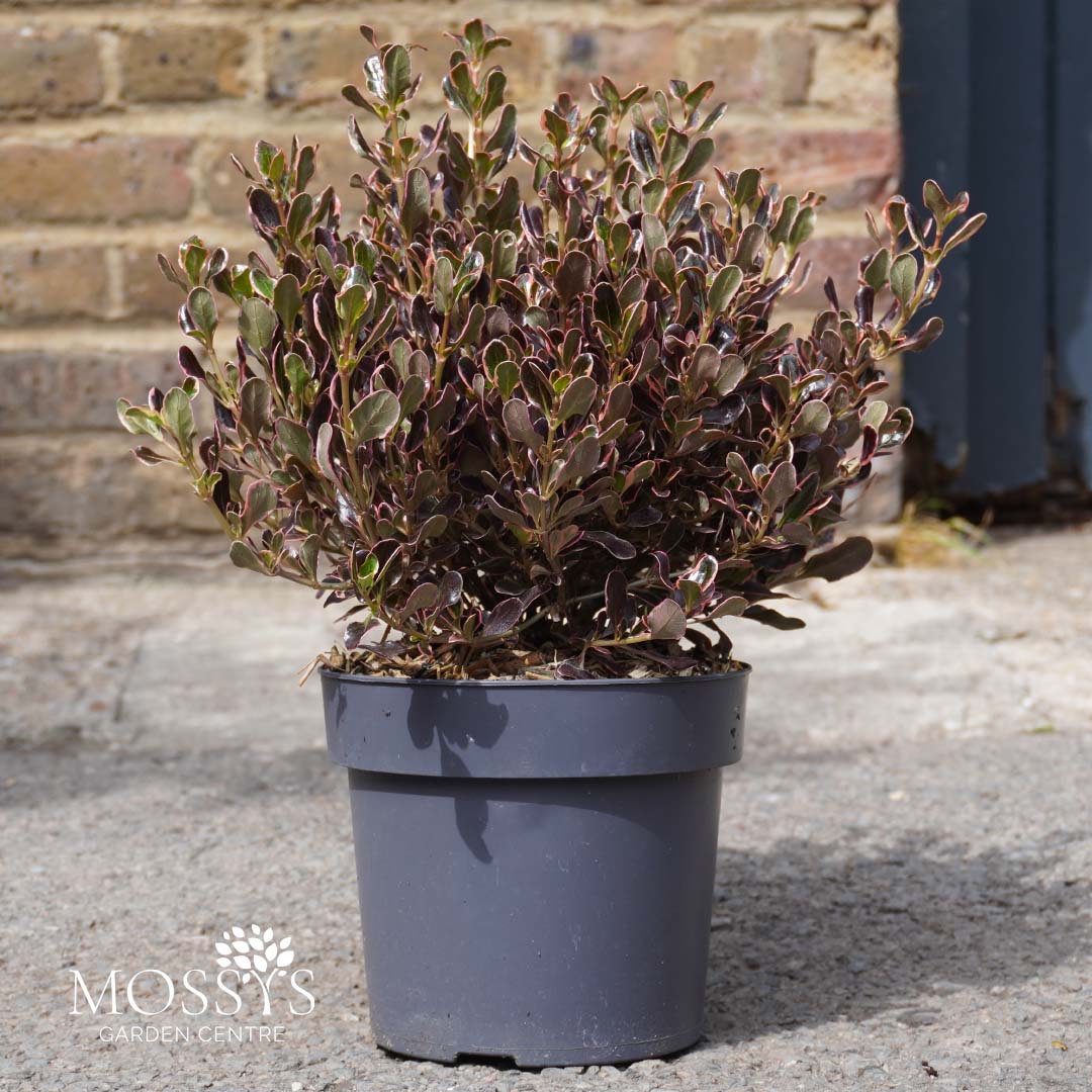 Coprasm Eclipse Croposma 'Eclipse' (40cm Inc Pot) – Mossys Garden Centre
