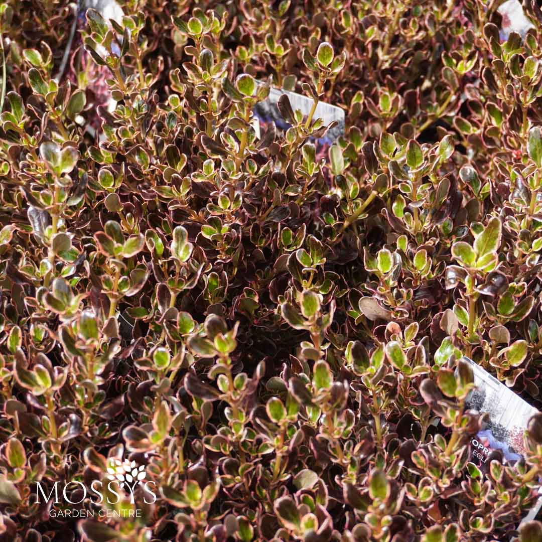 Coprosma Eclipse Rhs Croposma 'Eclipse' (40cm Inc Pot) – Mossys Garden Centre
