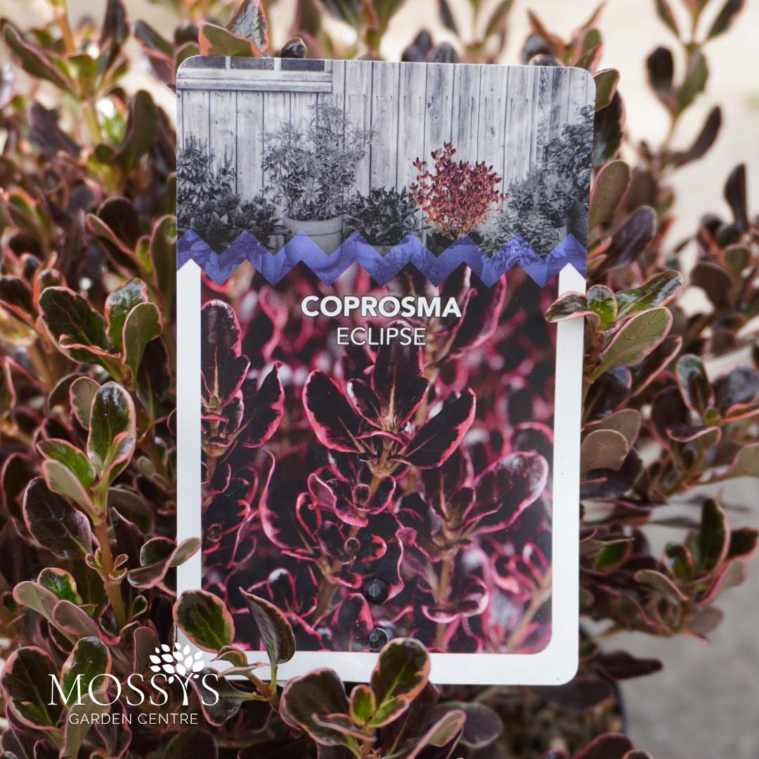 Coprasm Eclipse Croposma 'Eclipse' (40cm Inc Pot) – Mossys Garden Centre