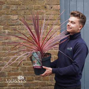 Cordyline 'Charlie Boy' 5L (60cm Inc Pot)
