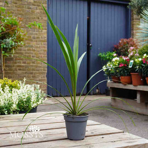 Green Cordyline 'Cabbage Palm' 50cm