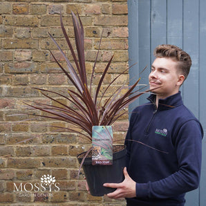 Cordyline 'Red Star' 5L (70cm Inc Pot)