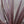Load image into Gallery viewer, Red Cordyline &#39;Cabbage Palm&#39; (60cm)
