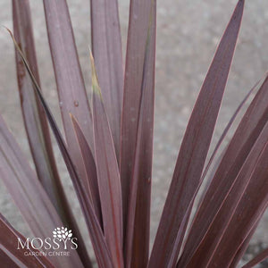 Red Cordyline 'Cabbage Palm' (60cm)