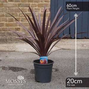 Red Cordyline 'Cabbage Palm' (60cm)