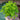 Petroselinum Crispum 'Curled Parsley' (1L)