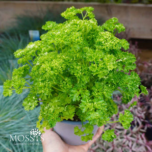 Petroselinum Crispum 'Curled Parsley' (1L)