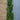 15L (6-7ft) | Cypress Sempervirens Pyramidalis