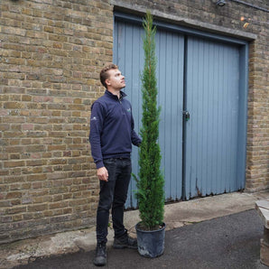15L (6-7ft) | Cypress Sempervirens Pyramidalis