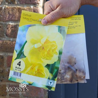 Daffodil 'Yellow Cheerfulness' | 4 Bulb Pack