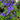 Upright Lobelia | 10 Pack blue