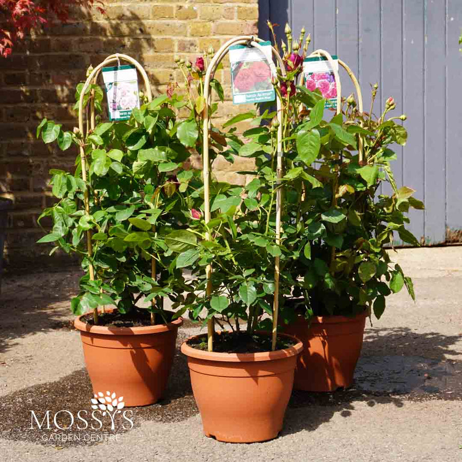 David Austin Bush Roses (70cm) Mossys Garden Centre