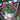 dark pink 25cm dianthus