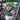 pink 25cm dianthus