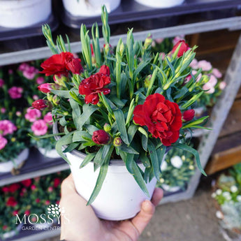 red 25cm dianthus