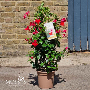 Dipladenia Red (60cm)