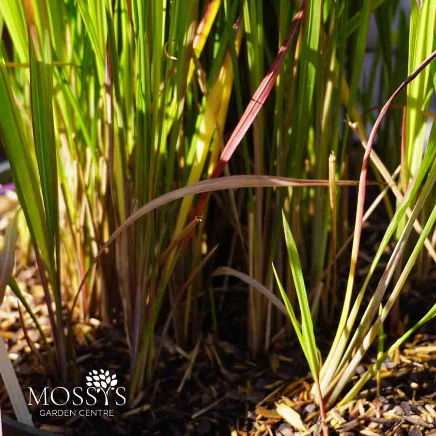 'Red Barron' Grass (60cm)