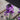 erysimum bowles mauve, everlasting wallflower flower stalk
