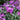 erysimum bowles mauve, everlasting wallflower flower stalk