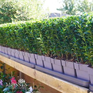 Euonymus Japonicus 'Green Spire' (25cm)